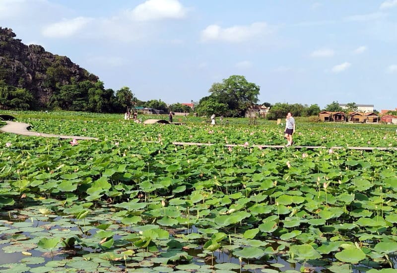 ảnh đầm sen Hang Múa vào giữa tháng 5/2026